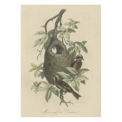 Antiker Druck von Tit- Species mit Nest, 1854