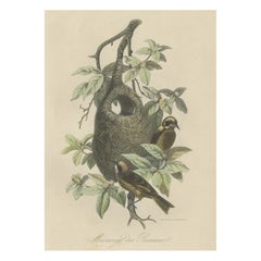 Stampa antica di una specie di cinciallegra con nido, 1854