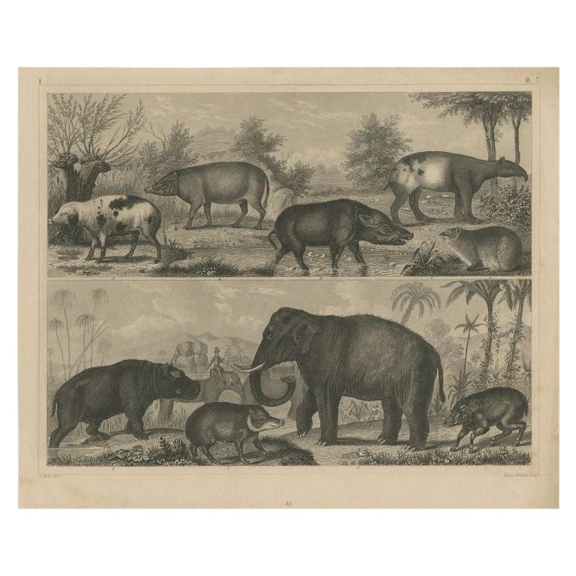 Antique Print of an Elephant, Tapir and Other Animals, C.1855