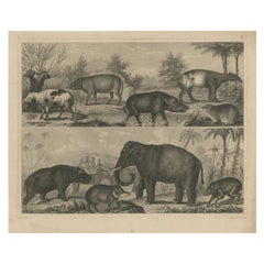 Antiker Druck eines Elefanten, eines Tapirs und anderer Tiere, um 1855