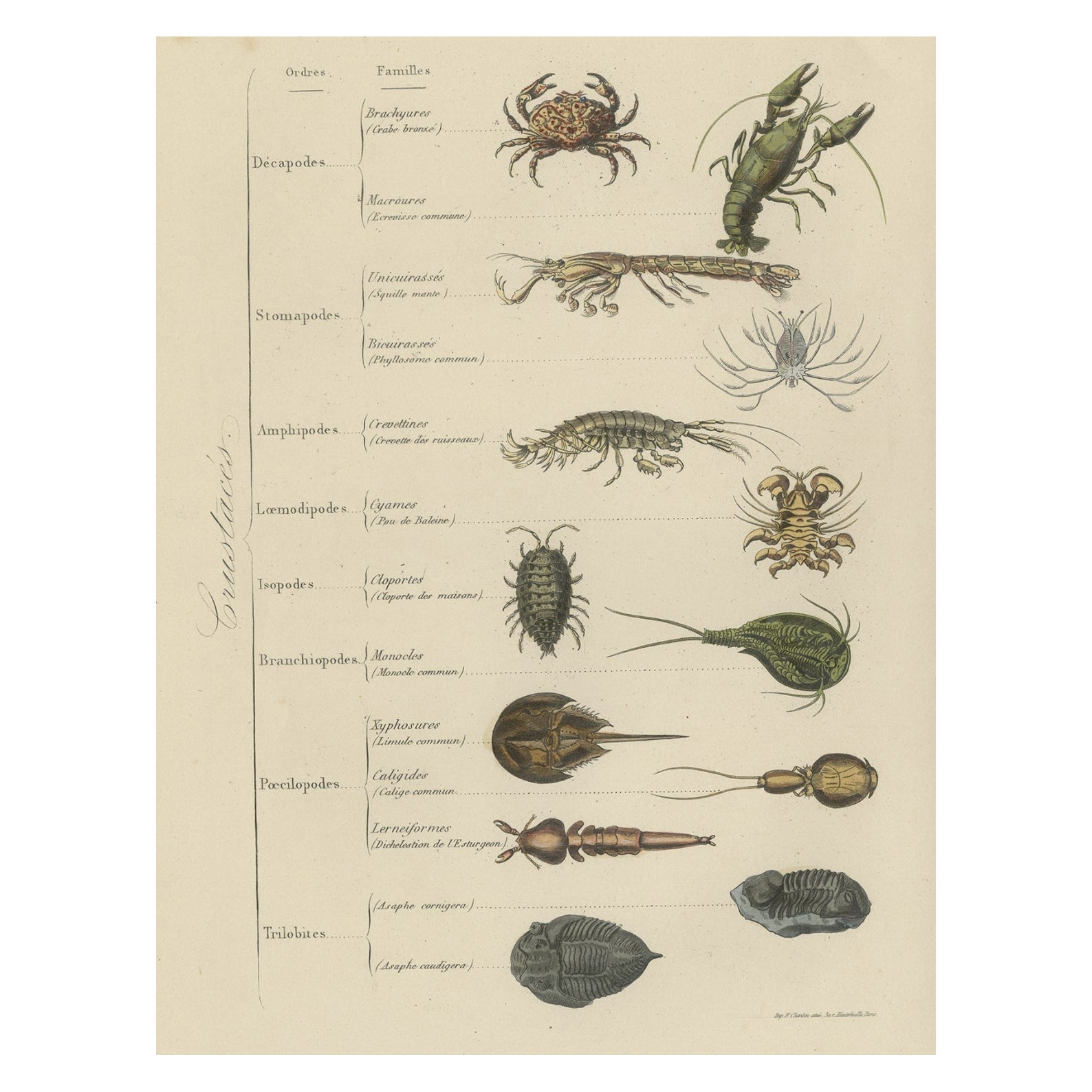 Impression ancienne de Crustaceans divers, avec un crabe, un homard et un requin, 1854