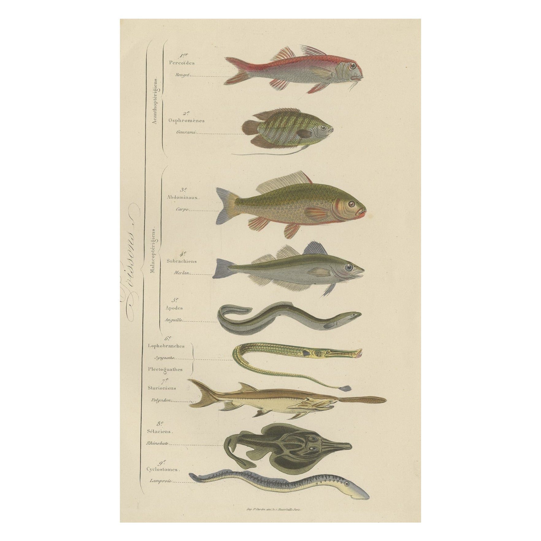 Antique Hand-Colored Print of Various Fishes, incl Merlin, Carper, Gourami, 1854 For Sale
