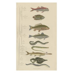 Antiker handkolorierter Druck verschiedener Fische, einschließlich Merlin, Carper, Gourami, 1854