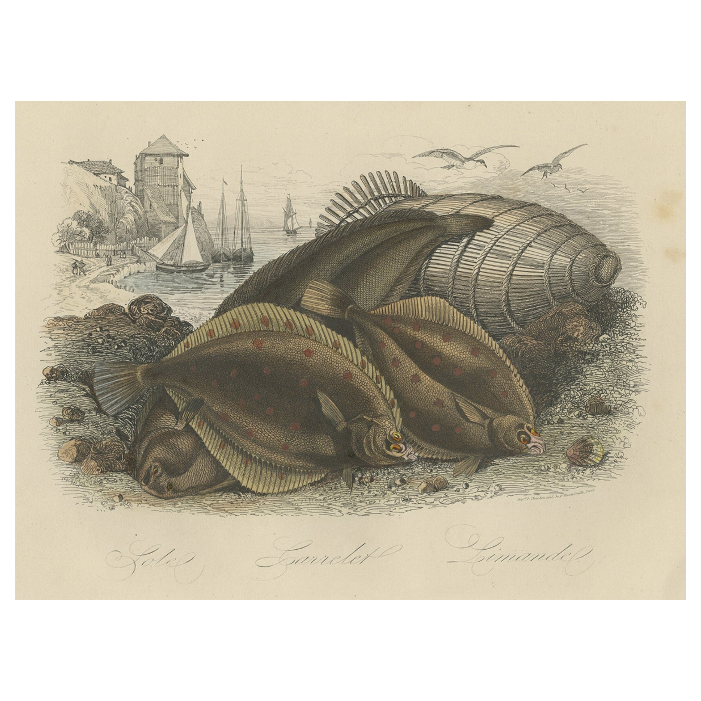 Antique Print of Various Flatfish, 1854 For Sale