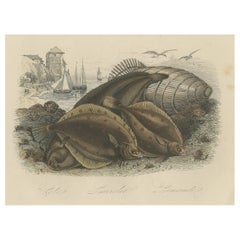 Antique Print of Various Flatfish, 1854