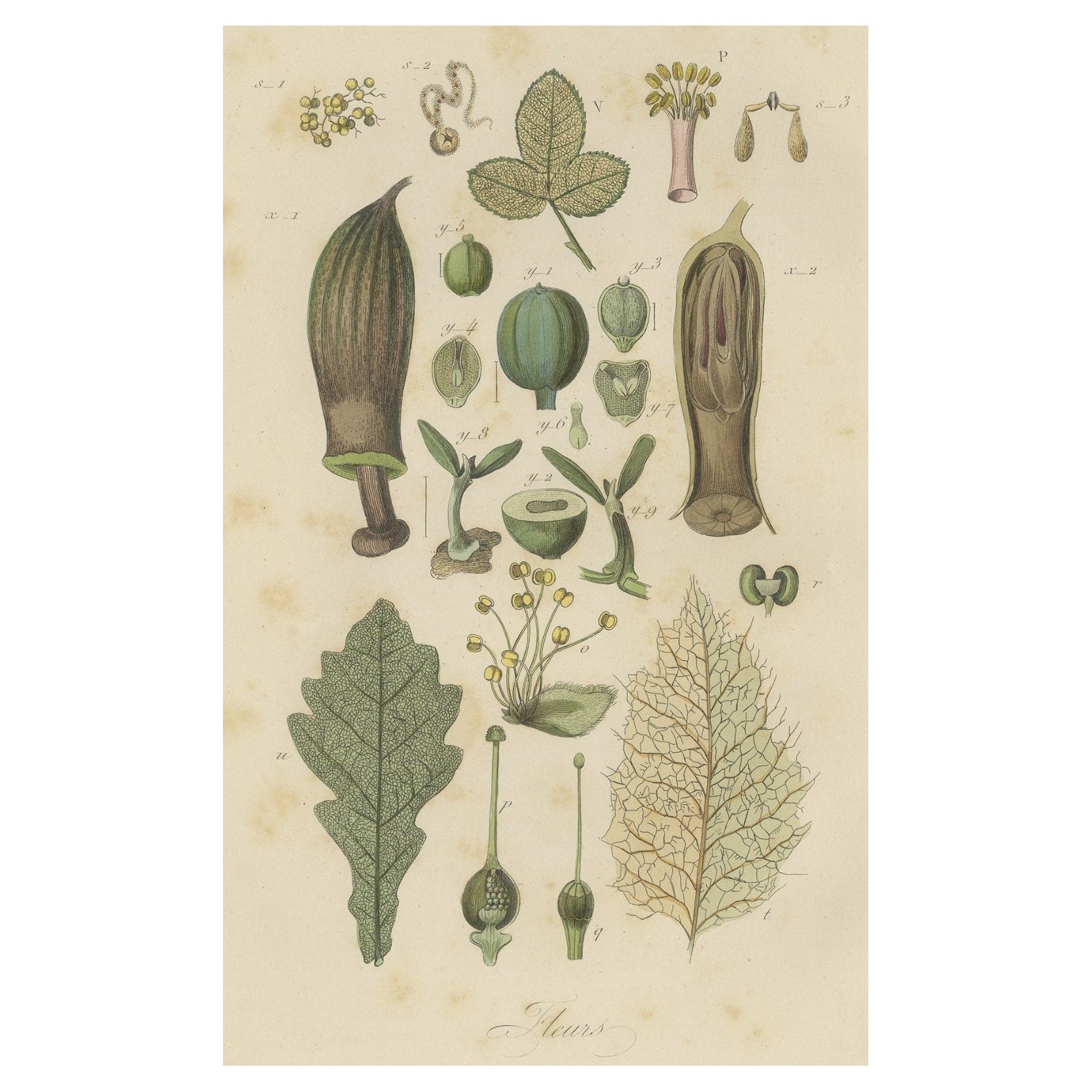 Impression ancienne décorative de diverses fleurs, oiseaux, feuilles et autres, 1854