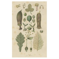 Decorative Antique Print of Various Flowers, Seeds, Leaves and More, 1854