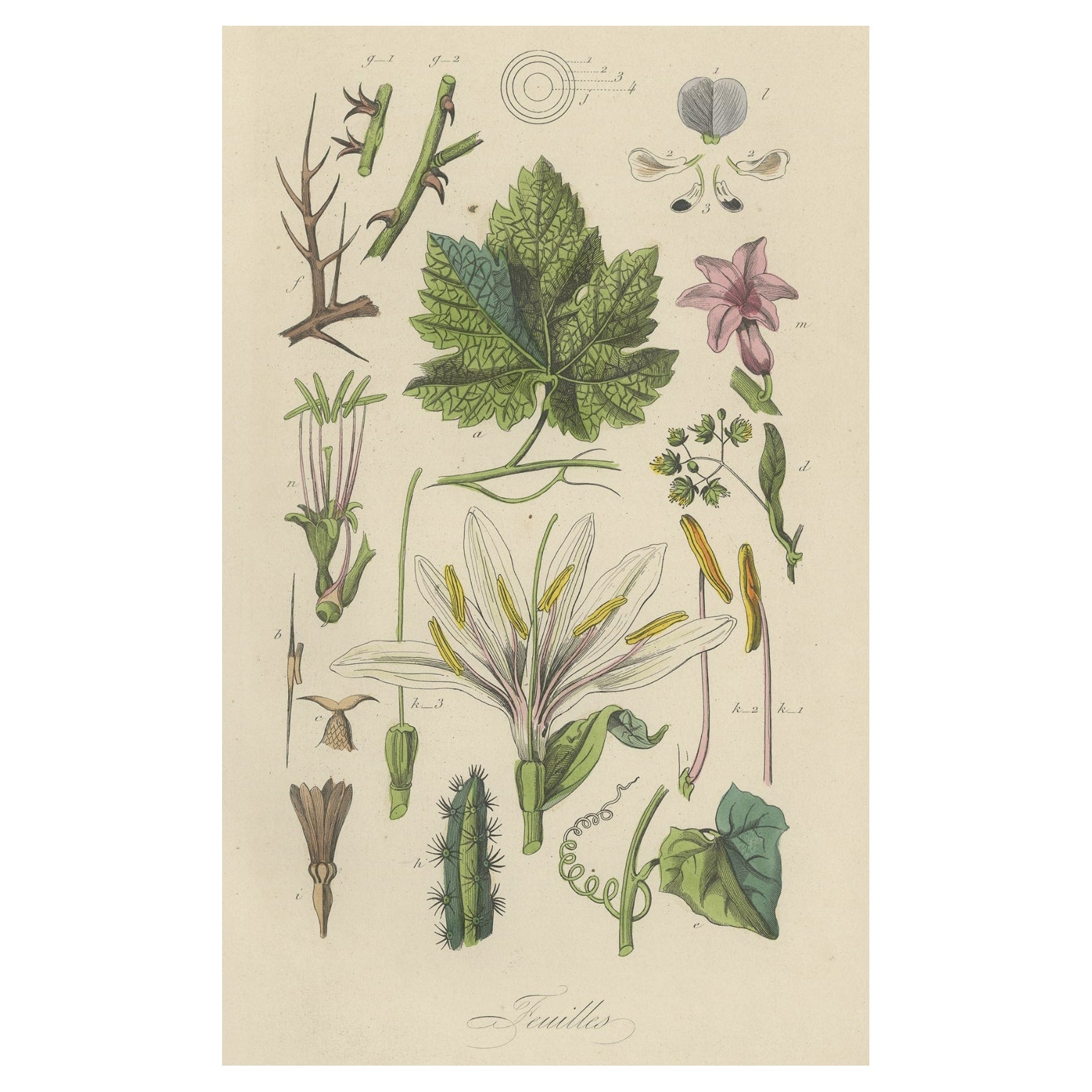 Decorative Antique Print of Various Leaves for a Gardener or Garden Lover, 1854