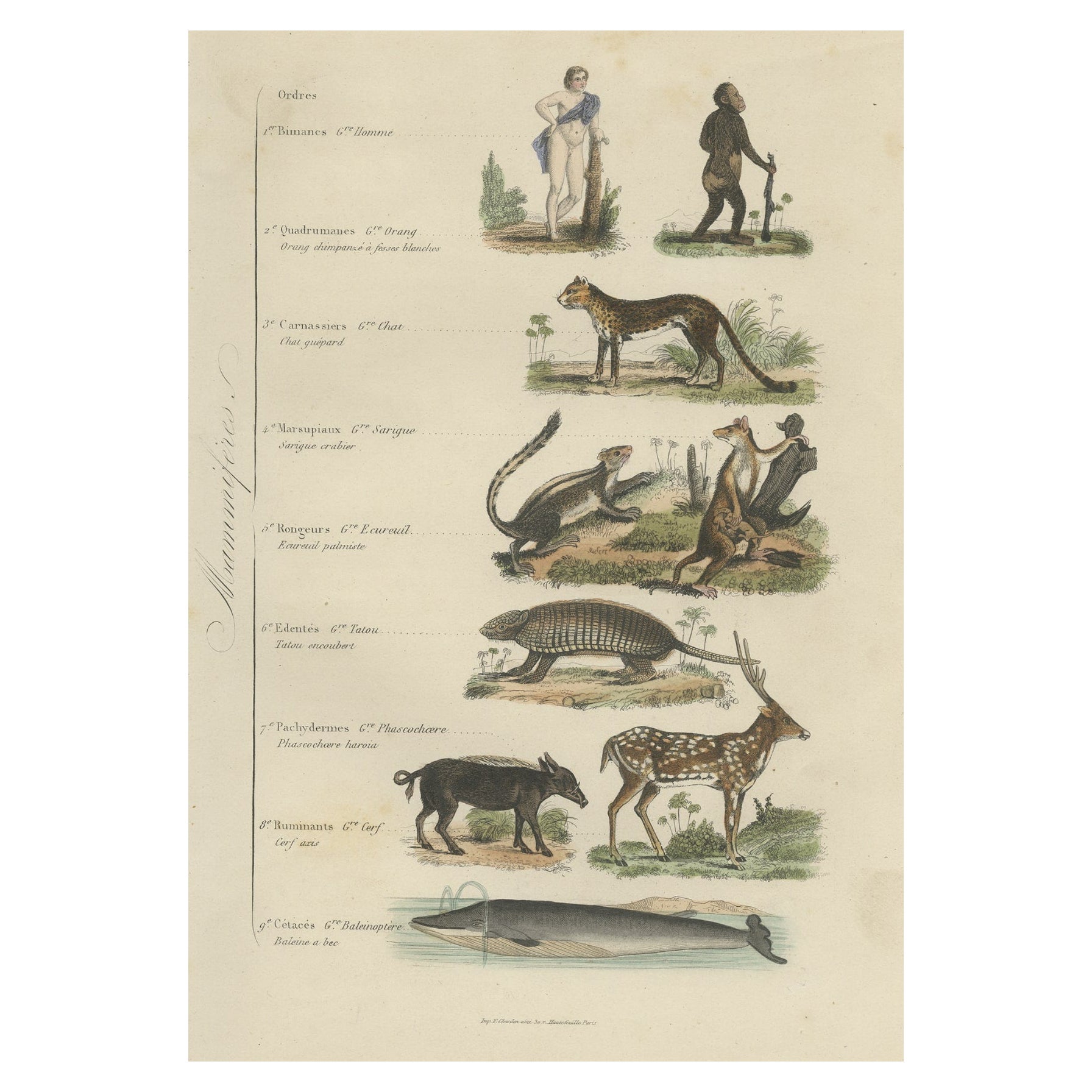 Impression ancienne intéressante et décorative de divers mammifères et humains, 1854
