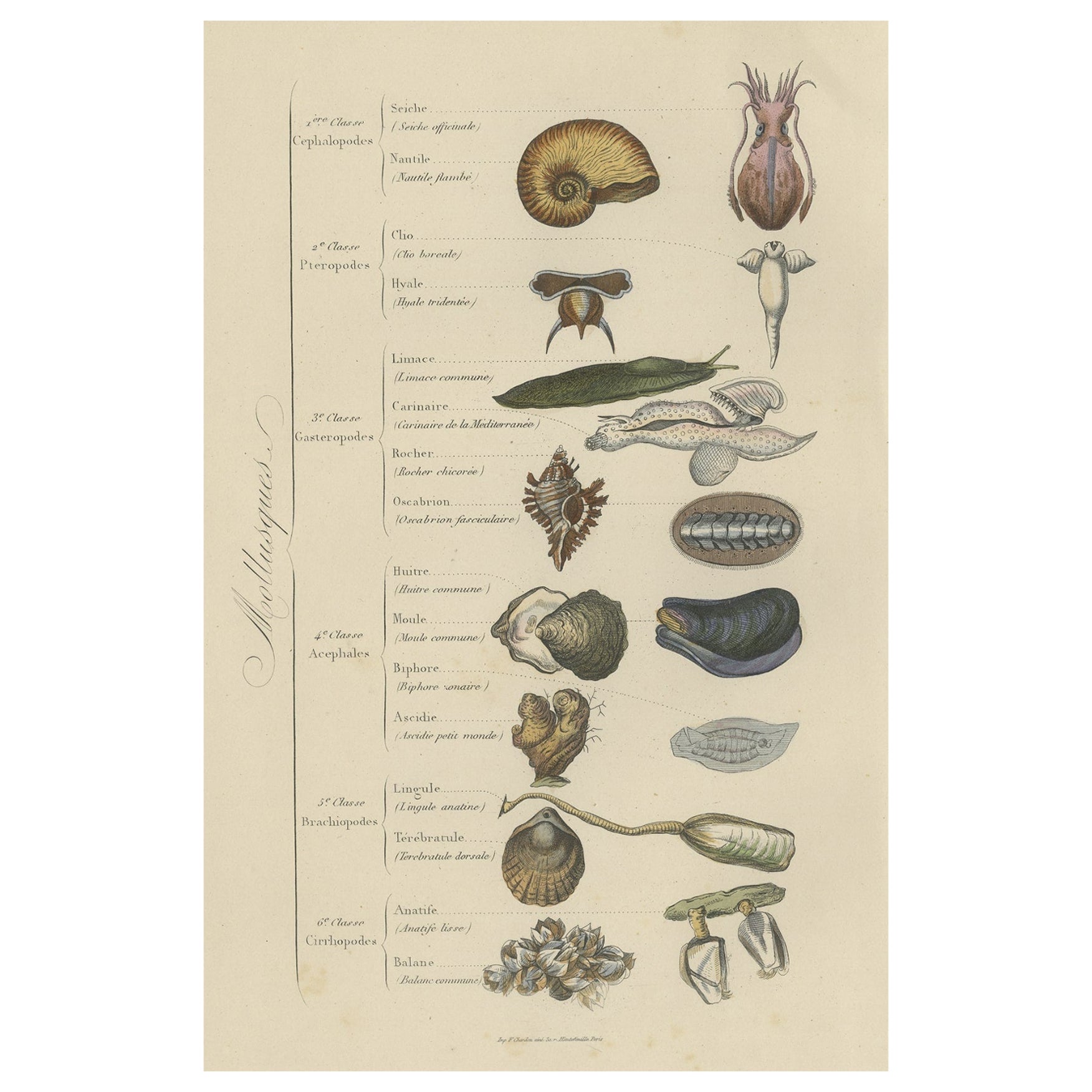 Impression décorative ancienne de diverses mollusques, 1854 en vente