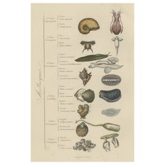 Decorative Antique Print of Various Molluscs, 1854