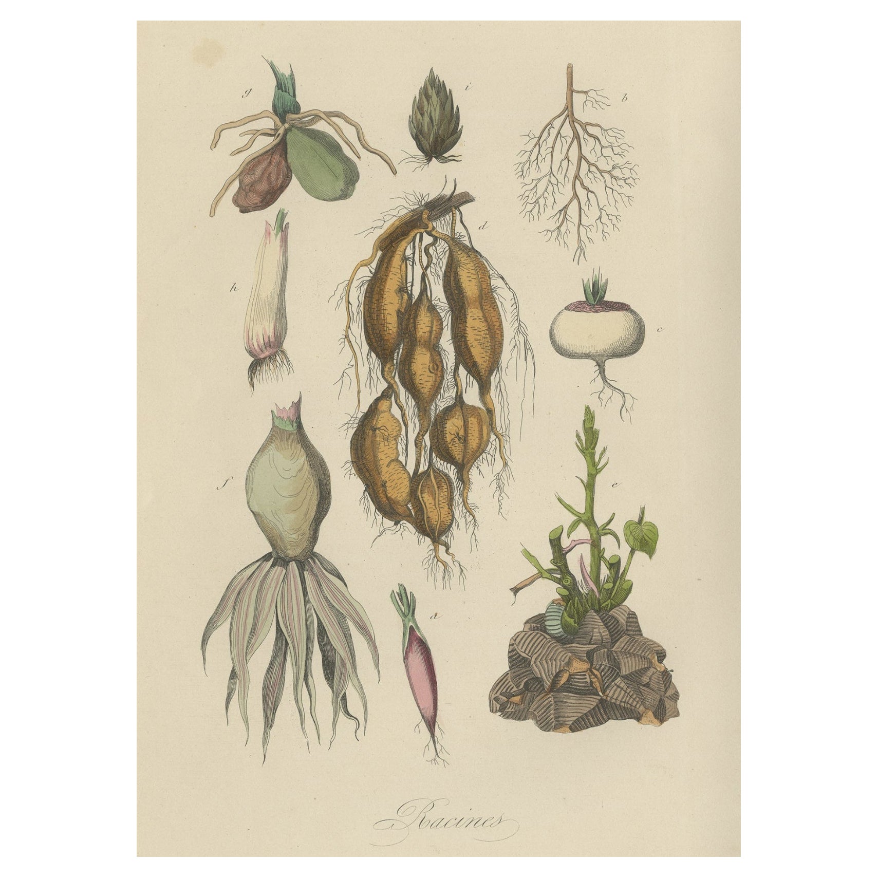 Decorative Antique Print of Various Roots for a Gardener or Farmer, 1854 For Sale