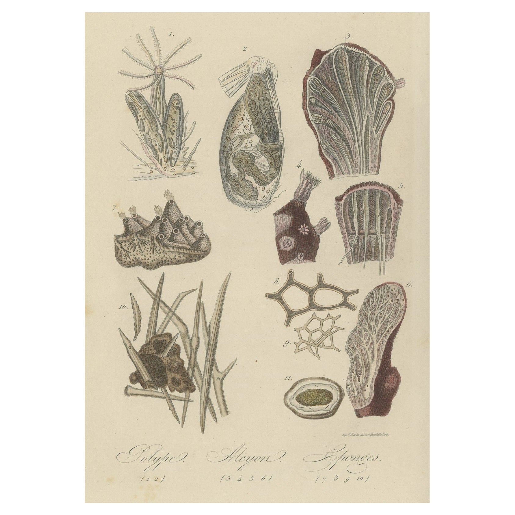 Impression ancienne décorative de divers éponges, polypes et autres animaux marins, 1854
