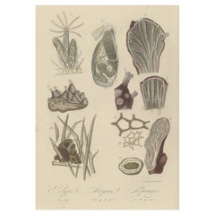Dekorativer antiker Druck verschiedener Sponges, Pflanzgefäße und anderer Meerestiere, 1854
