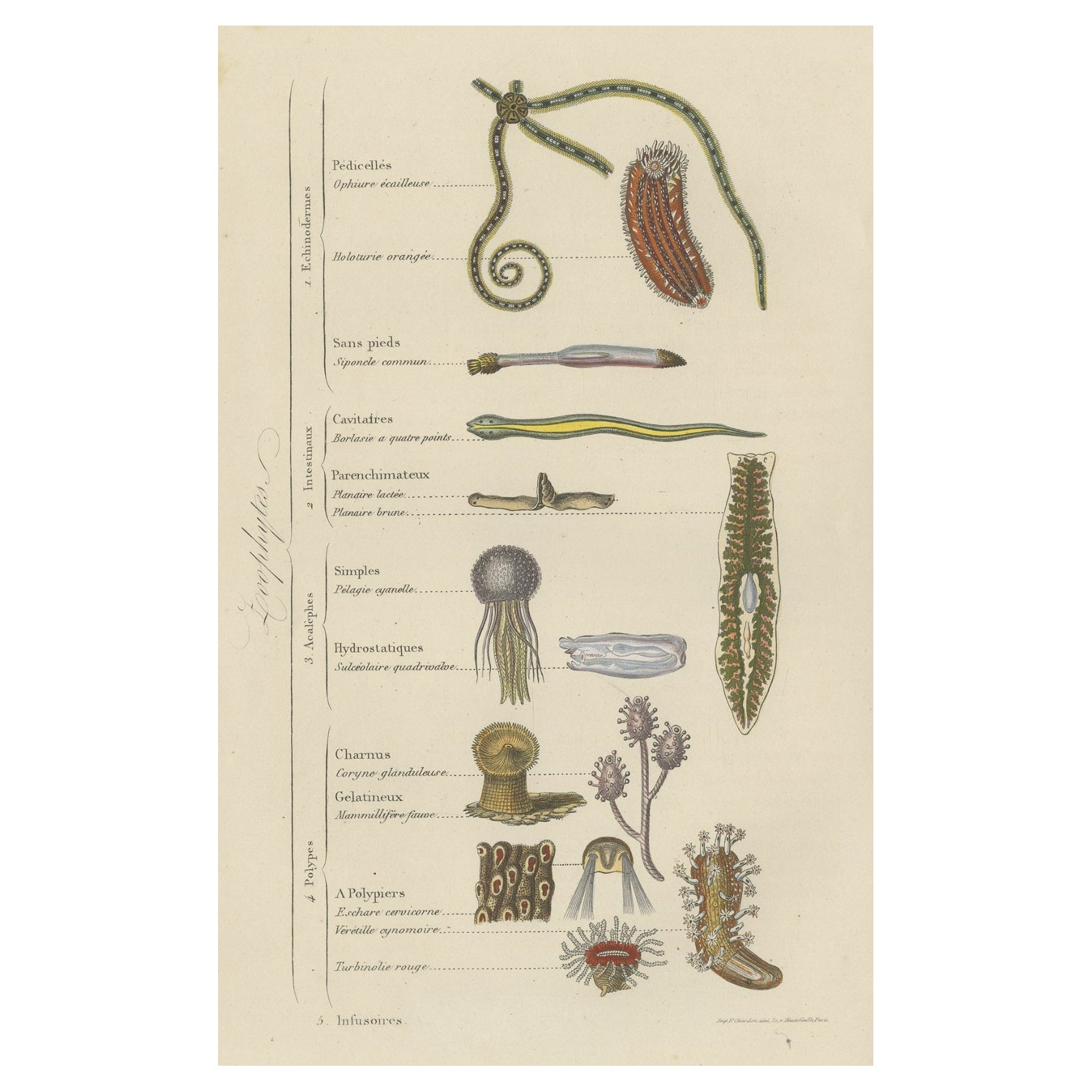 Impression ancienne intéressante et décorative de divers zoophytes, 1854