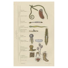 Interesting and Decorative Antique Print of Various Zoophytes, 1854