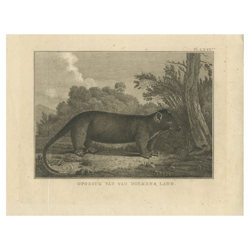 Antique Print of an Opossum by Cook, 1803