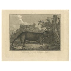 Antique Print of an Opossum by Cook, 1803