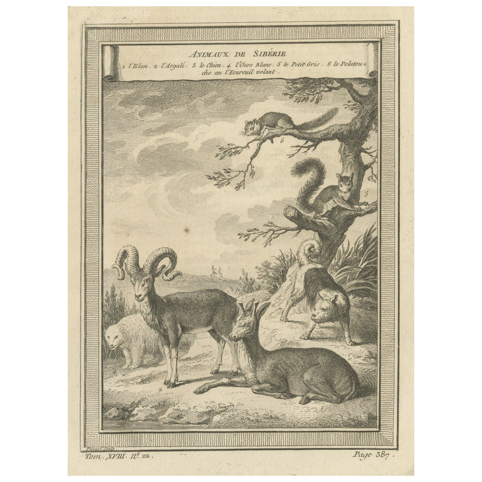 Antique Engraving of Animals of Siberia, 1768 For Sale