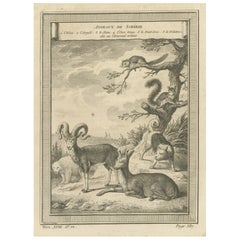 Gravure ancienne d'animaux de Sibérie, 1768