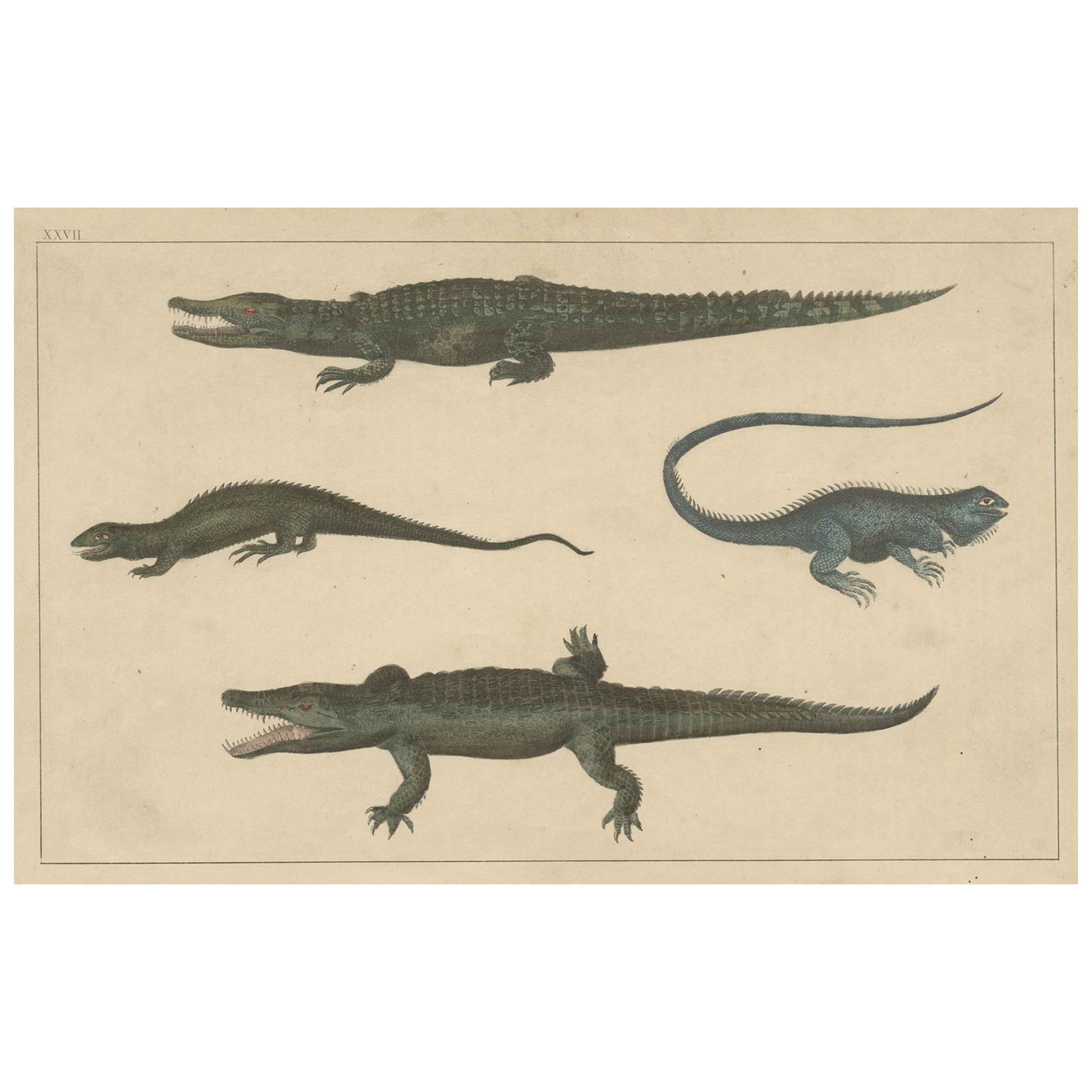 Antique Print of Various Reptiles like a Crocodile, Iguana, Lizzard, c.1852 For Sale