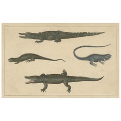 Antique Print of Various Reptiles like a Crocodile, Iguana, Lizzard, c.1852