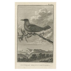 Antique Print of the New Zealand Parson Bird or Green Collar Bird by Cook, 1803