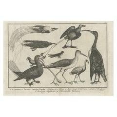 Uncolored Original Antique Engraving of Birds of Paradise, Wallet, 1783