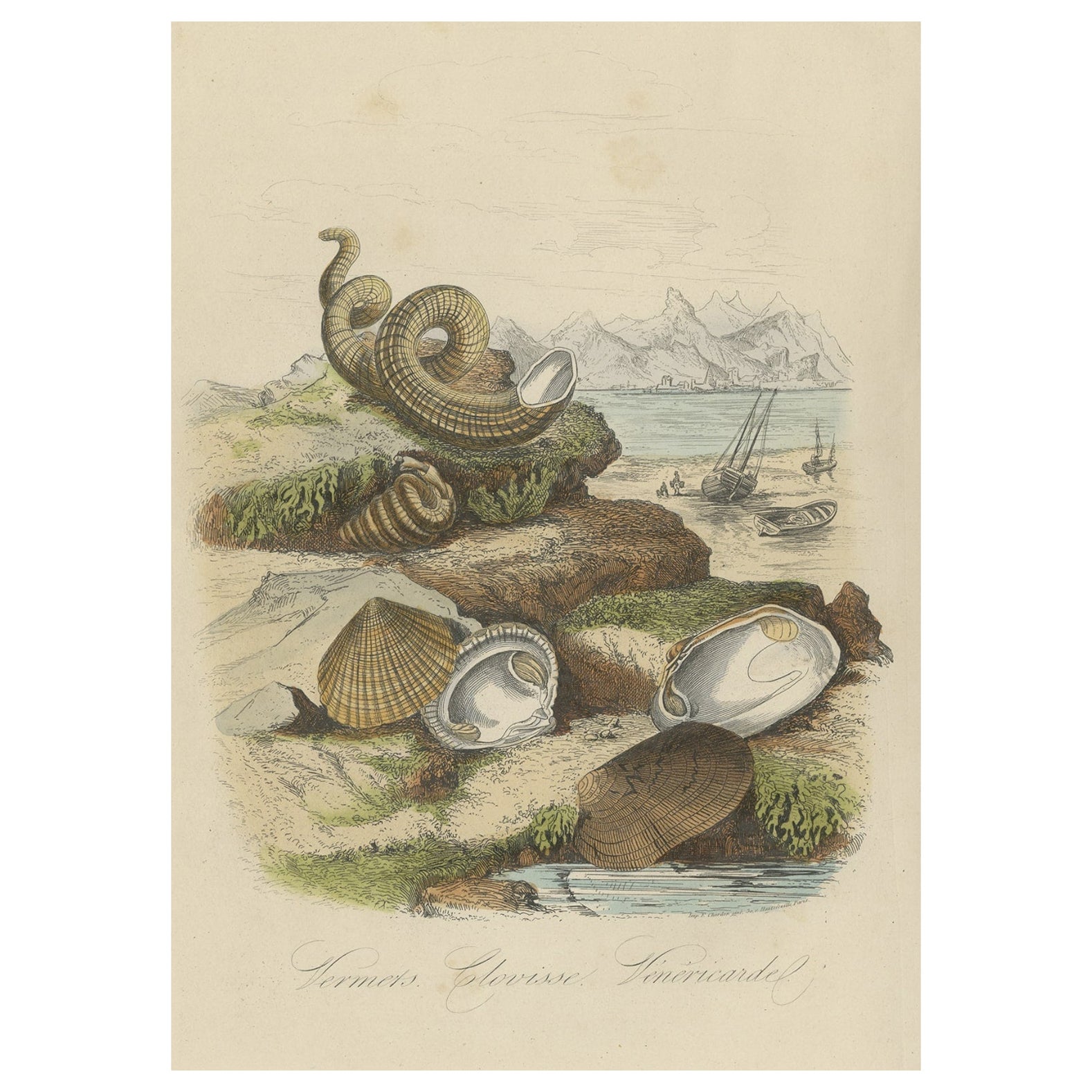 Antique Print of Bivalve Molluscs and Other Molluscs, Sealife, 1854 For Sale
