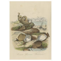 Antique Print of Bivalve Molluscs and Other Molluscs, Sealife, 1854