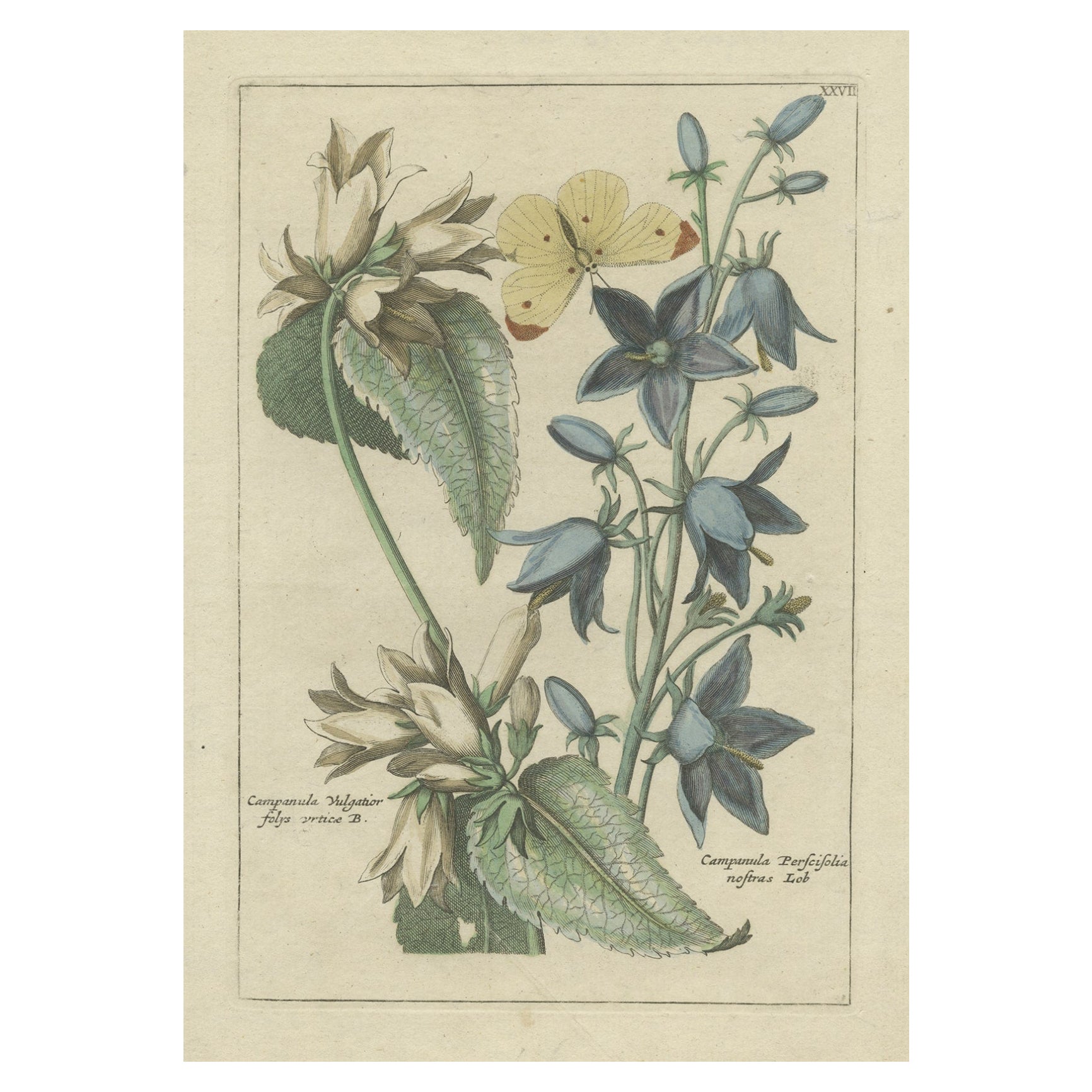 Impression florale ancienne colorée à la main de plantes Campanula, 1794 en vente