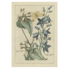 Impression florale ancienne colorée à la main de plantes Campanula, 1794