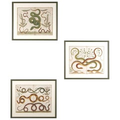 Set of Three 18th Century Albertus Seba Snake Engravings