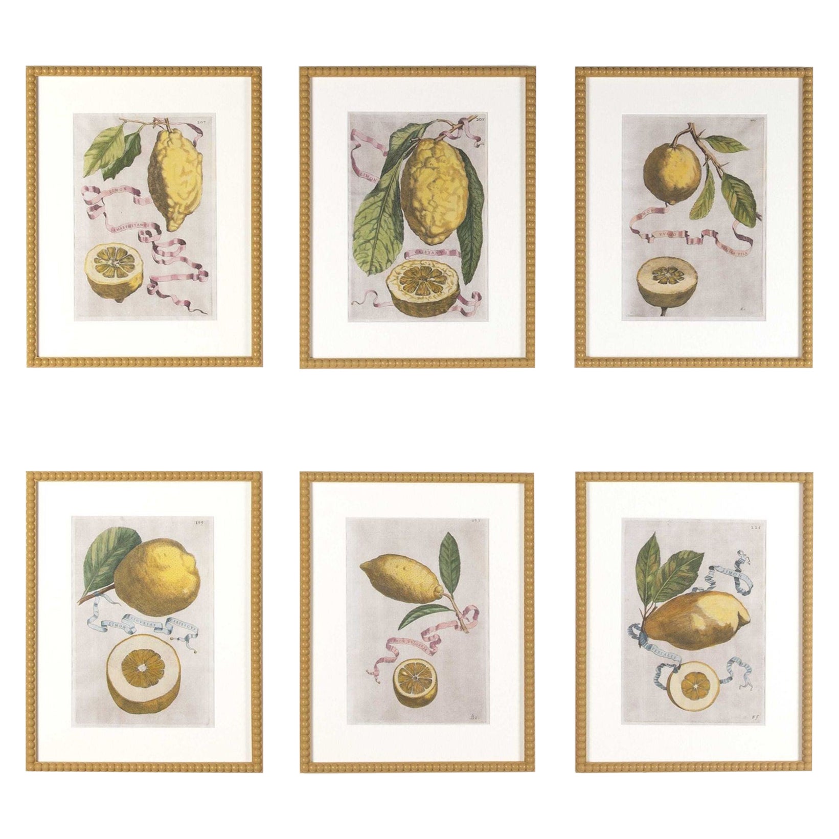 Set of Six 17th Century Lemon Engravings by Giovanni Ferrari
