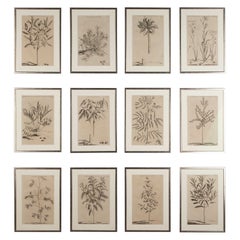 Set of Twelve 17th Century Botanical Engravings by Jan and Caspar Commelin