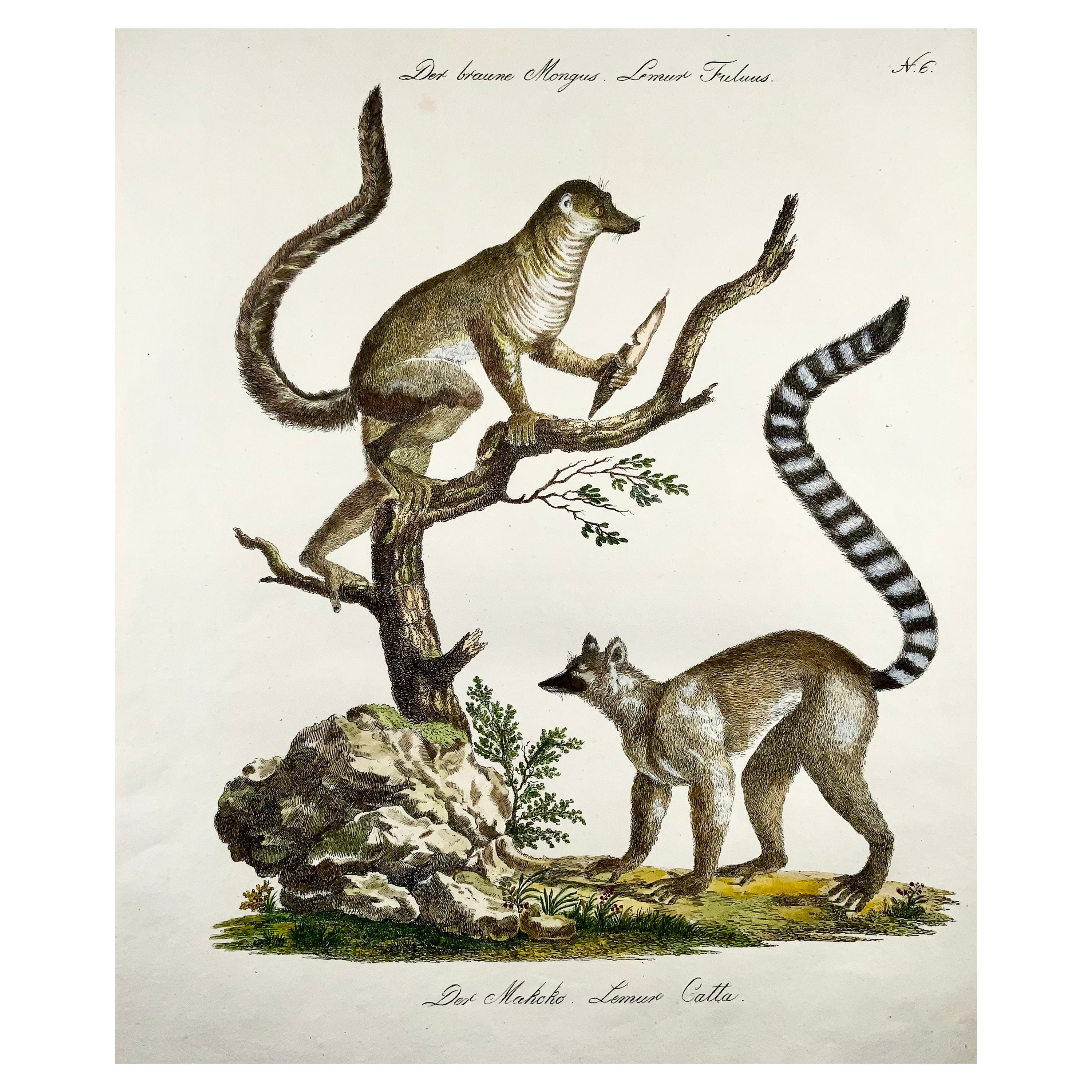 1816 Mongoose Lemur, Imp. Folio 'Incunabula of Lithography' Hand Color