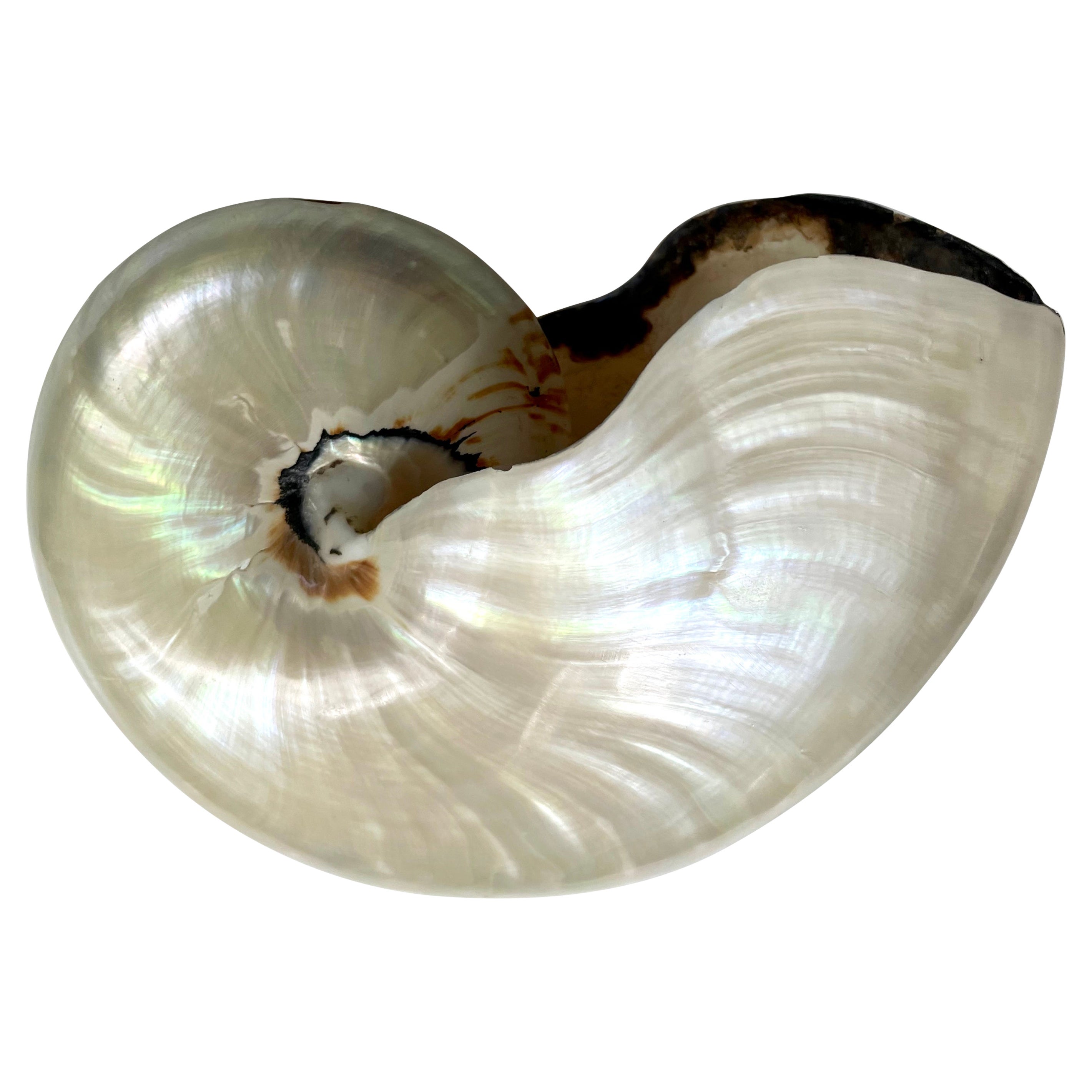 Vintage Mother of Pearl Nautilus Shell For Sale