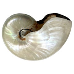 Vintage Mother of Pearl Nautilus Shell