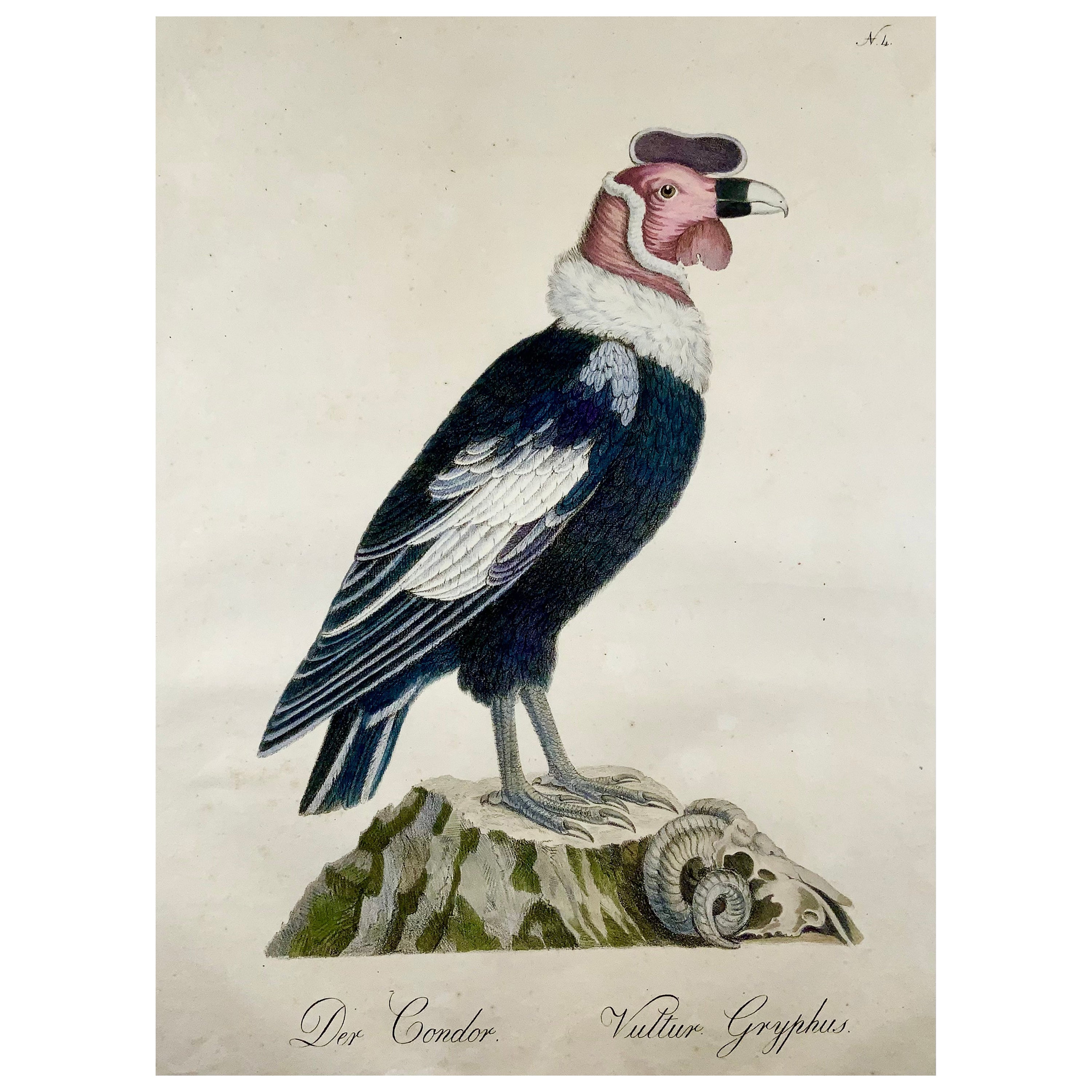 1816 CONDOR - K. Jos. Brodtmann - Imp. folio 42.5 cm 'Incunabula of Lithography' For Sale