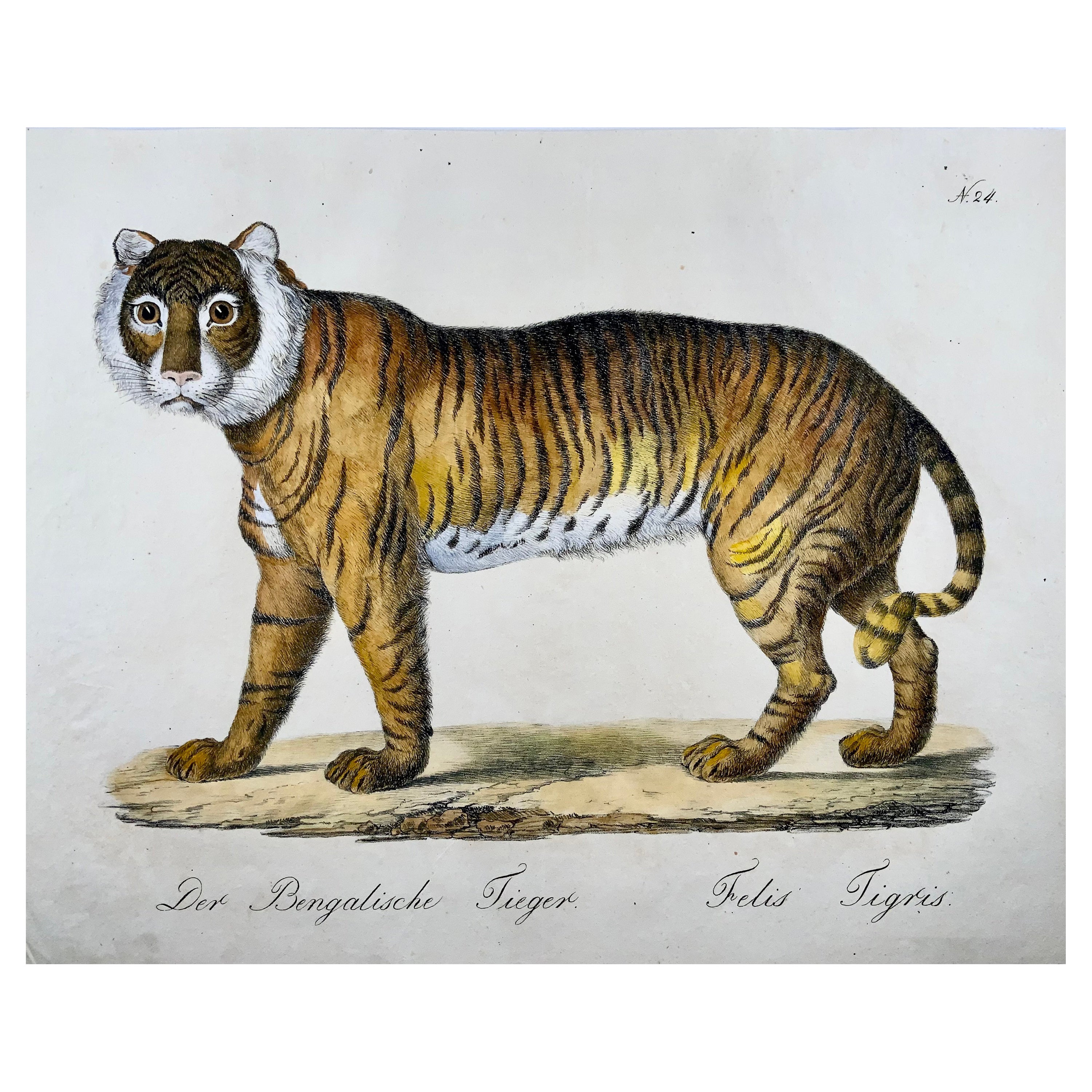 1816 Tigre du Bengale, Imp. Folio « Incunabula of Lithography » (Incunabula de la lithographie) Coloré à la main
