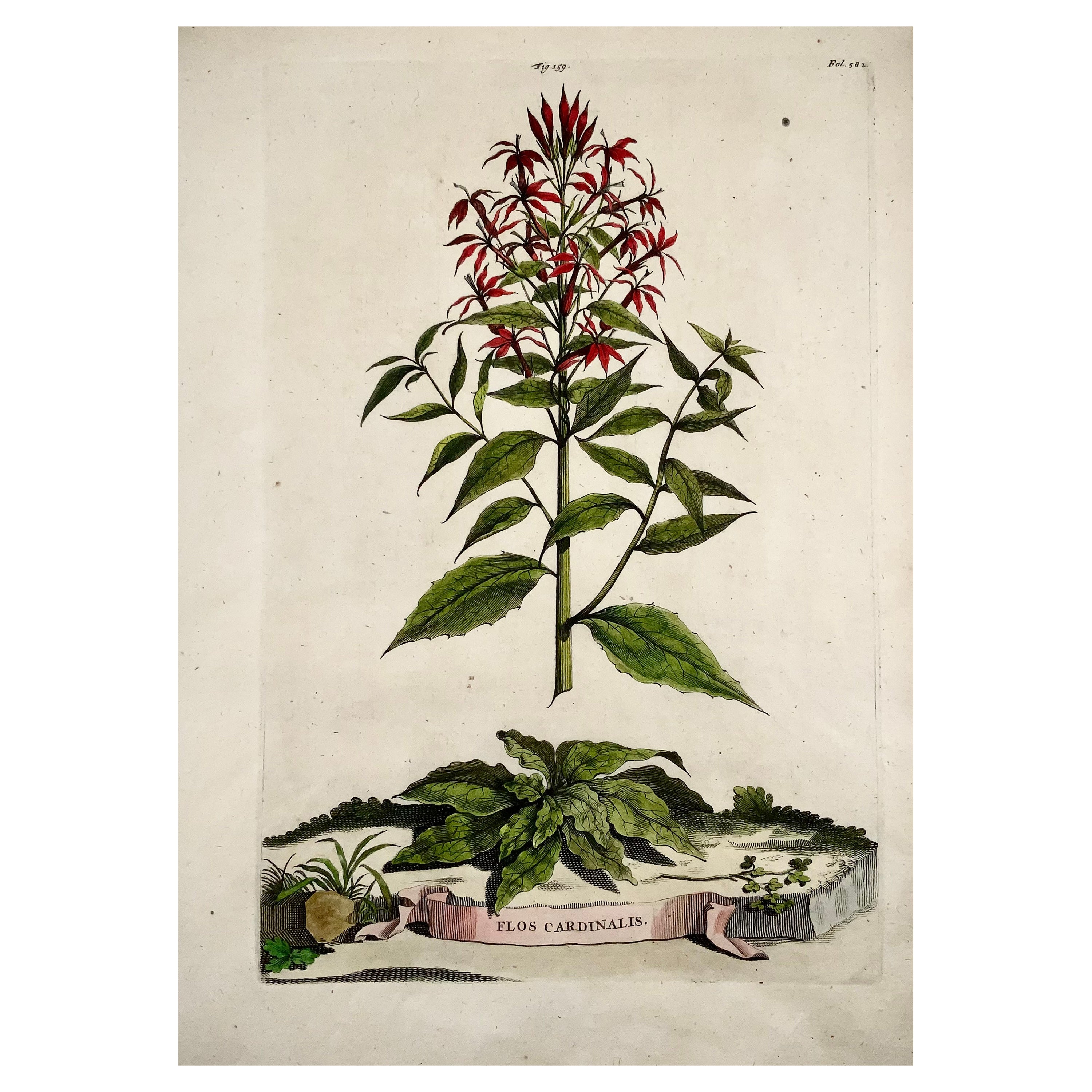 1696 Abraham Munting, Flos Cardinalis 'Cardinal Flower', Folio Engraving For Sale