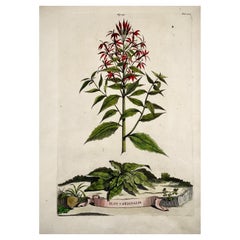 Antique 1696 Abraham Munting, Flos Cardinalis 'Cardinal Flower', Folio Engraving