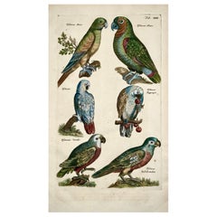1657 Matthaus Merian, Perroquets [Psitticus], Folio fin en couleur fait à la main
