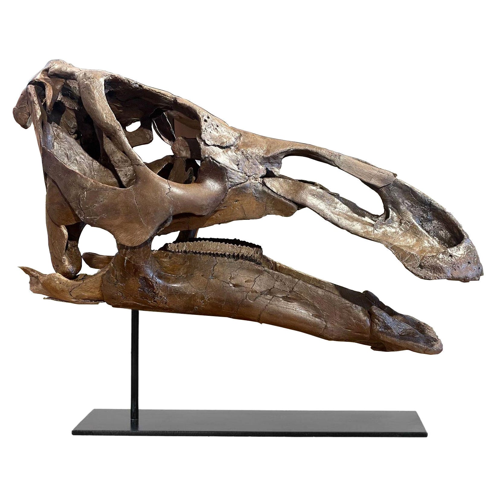 Edmontosaurus Skull For Sale