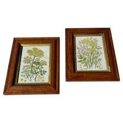 Pair of Botanical Prints, 'Parsley' in Bird's Eye Maple Frames