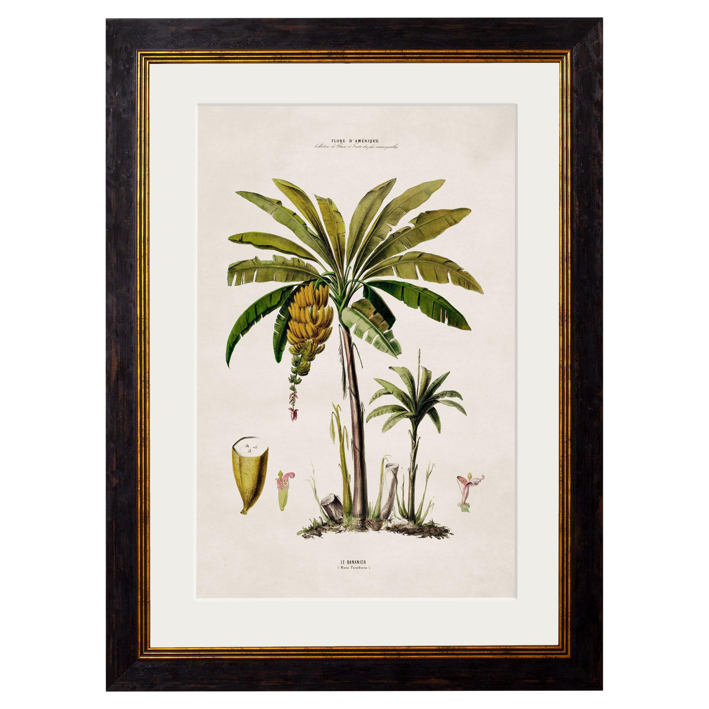 South American Banana Palm Tree Framed Print from C 1843 Study, New