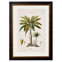 South American Banana Palm Tree Framed Print from C 1843 Study, New