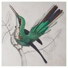 Original Antique Print of a Hummingbird, 1847 'Unframed'