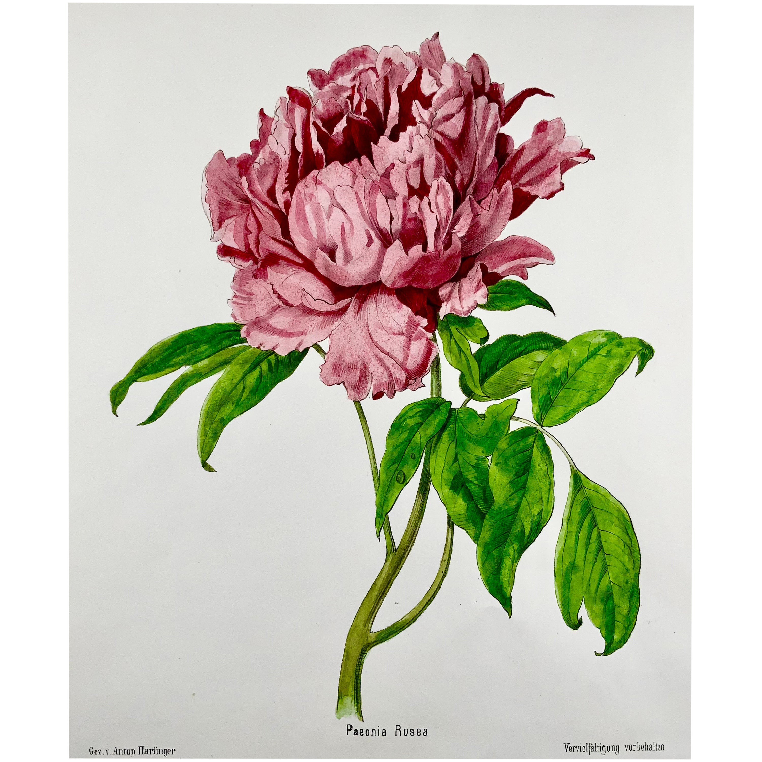 1860c Anton Hartinger, Paeonia Rose, Stone Lithograph with Hand Colored, Folio For Sale
