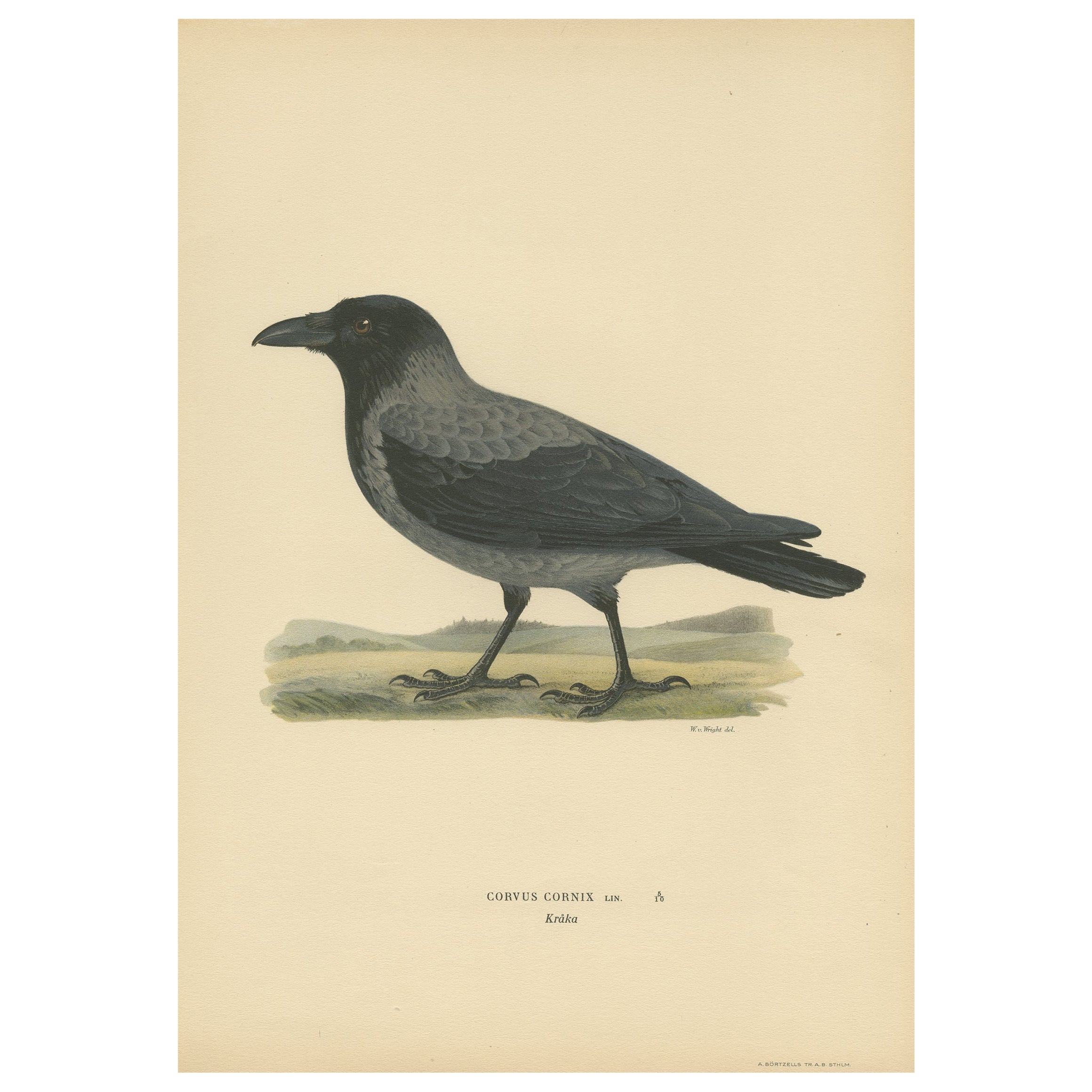 Original Antique Bird Print of the Hooded Crow, 1927 For Sale
